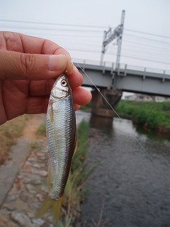 P7270012.jpg